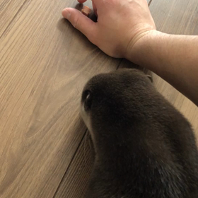 しつけの画像
