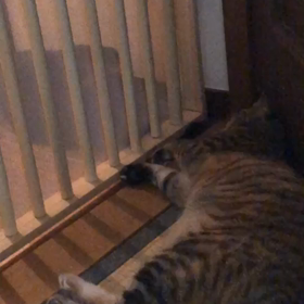 どっちの画像