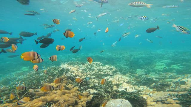 バリ　レンボガン島でシュノーケリングの記事動画
