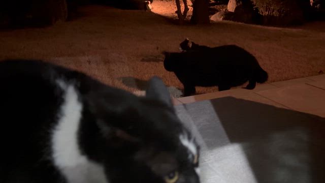 姉さん、事件です！3nd &ロウバイの記事動画