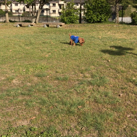 散歩の画像