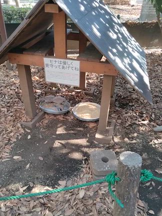 文鳥ブリーダー埼玉の記事動画