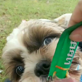 ちゅーる(ノ∀≦。)ノの画像