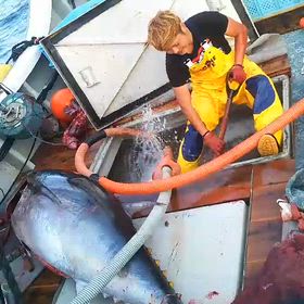 本マグロの画像
