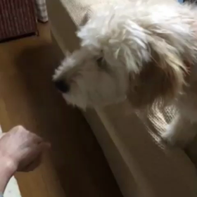 先代ダックスが得意だった技…の画像
