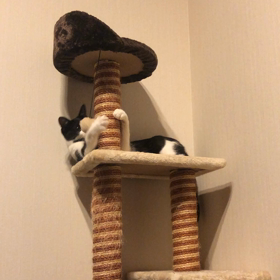 落ちるよの画像
