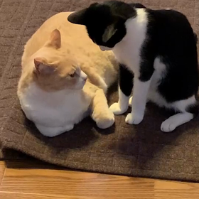 ピアノ凶暴の画像