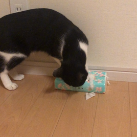 いたずらっ子の画像