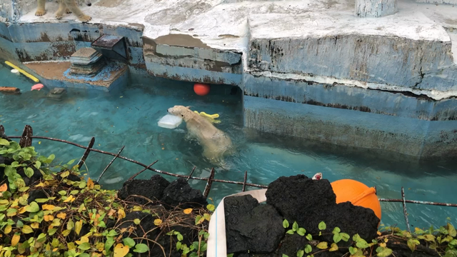 天王寺動物園の記事動画