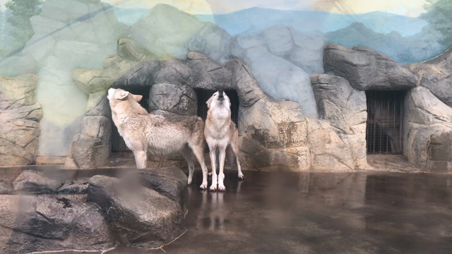 天王寺動物園の記事動画