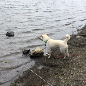 柴犬ハナ、初めて湖に入るの画像