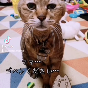 たぬき♡TikTokの画像