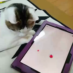 ニマルの画像