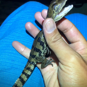 ずっとこのサイズだったなら！！飼いたいー！！！ってなるやつ！の画像