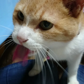 猫の虎ちゃんの画像