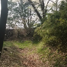散るの画像