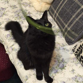 果敢に挑むタイプの画像