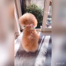 ひなたぼっこ　アイビー♡の画像