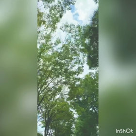   並木道の画像