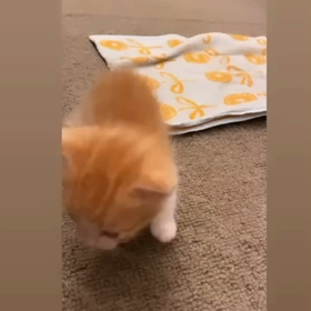 ナッツの画像