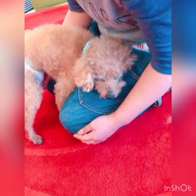 甘えん坊　アイビー♡の画像