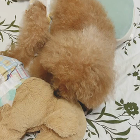 おむつ　アイビー♡の画像