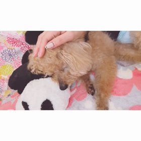 なでなで好きなアイビーたん♡の画像