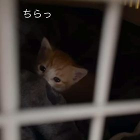 2 日目のナッツの画像