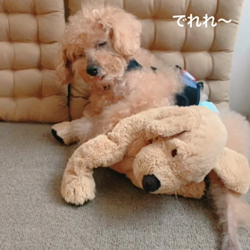 ふにゃん顔のアイビーさん。の画像