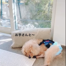 夢の中でつぶやく♡の画像