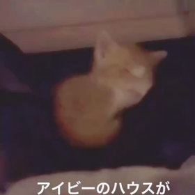 ナッツのお部屋♡の画像