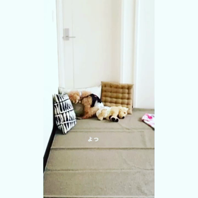 トリミング♡の画像