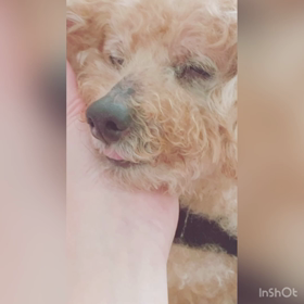 ふにゃん顔♡の画像