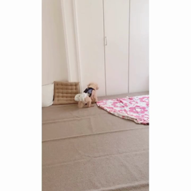 よっこいしょ　アイビー♡の画像