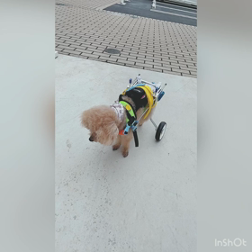 スーパーおじいちゃん　アイビー♡の画像