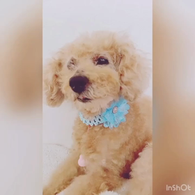 ねむねむ　アイビー♡の画像