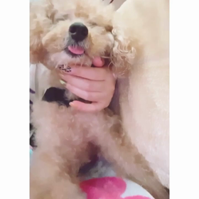 アイビー、ときどき 人間ぽくなる♡の画像