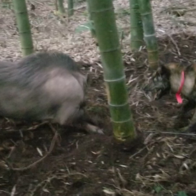 虎猪犬訓練の画像