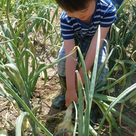 たまねぎと山の画像
