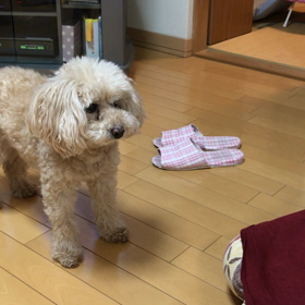 今日は愛犬の日の画像