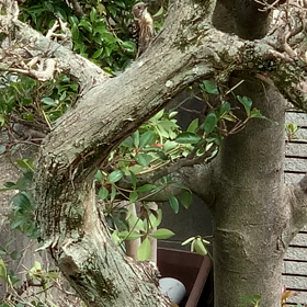 キツツキが来たの画像