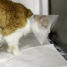 入院を続けるハナの画像