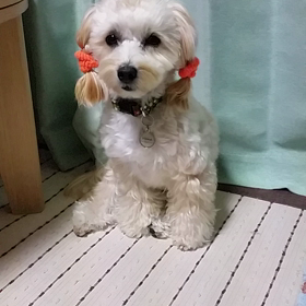ひと遊びの後は...の画像
