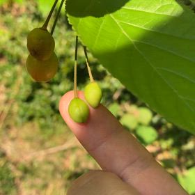 サクランボ　俳句の画像