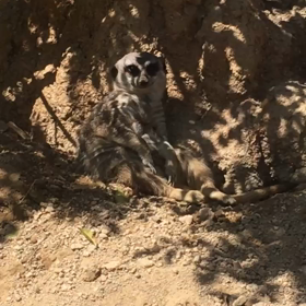 ちょっと前に行った動物園にての画像