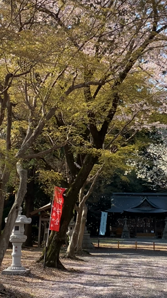 桜舞い散る　一日参り⛩の記事動画