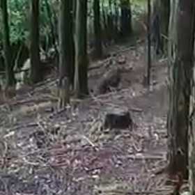 猪を撃った瞬間動画の画像