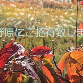 2024/11/20の画像