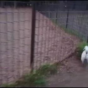 元気な11歳の画像
