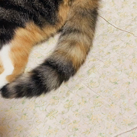 なんだか猫のしっぽって…の画像